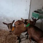 펜션 