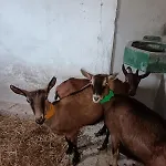 Nyaraló 