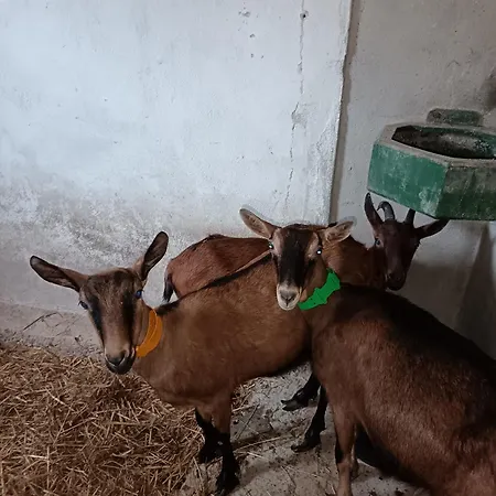 Hébergement de vacances Les Granges D'antan - La Forge - Chalonnes-Sous-le-Lude