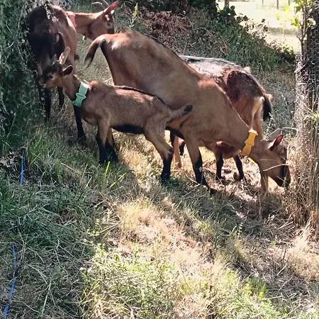 Les Granges D'antan - La Forge - * Chalonnes-Sous-le-Lude